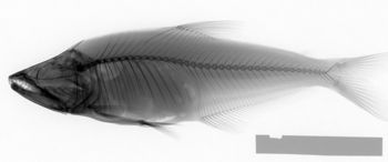 Media type: image;   Ichthyology 51473